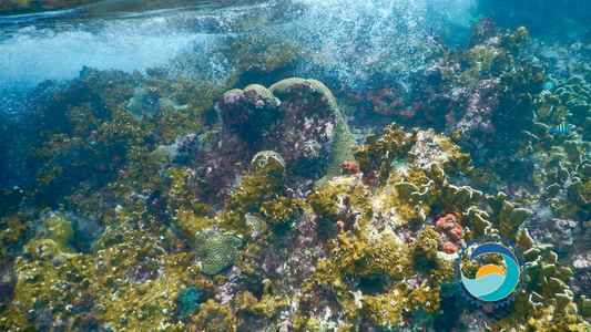 Coral Reef Benefiting from Reef Safe Sunscreen,