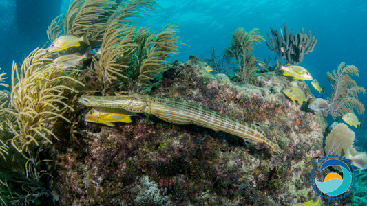 Ocean-Friendly Company Stream2Sea Logo Overlaid On Coral Reef and Eels Scene,
