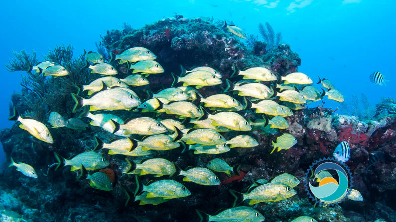 Shoaling & Schooling[Dish Around Coral: Biodegradable Sunscreen Protects these Fish