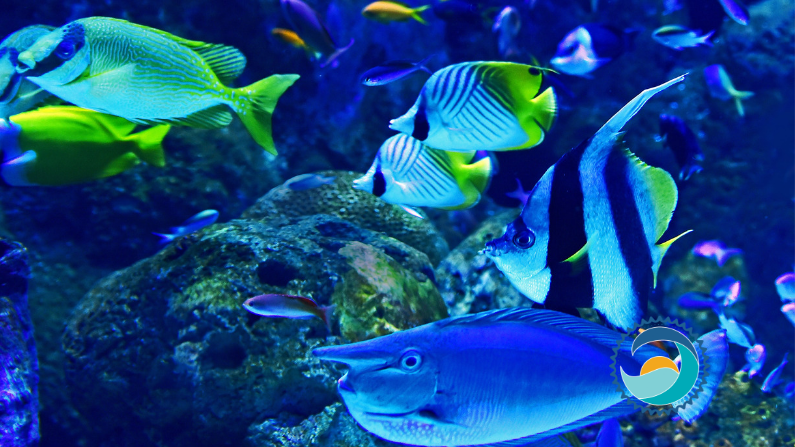 School of Fish Underwater The Importance of Choosing Safe Susnscreen[