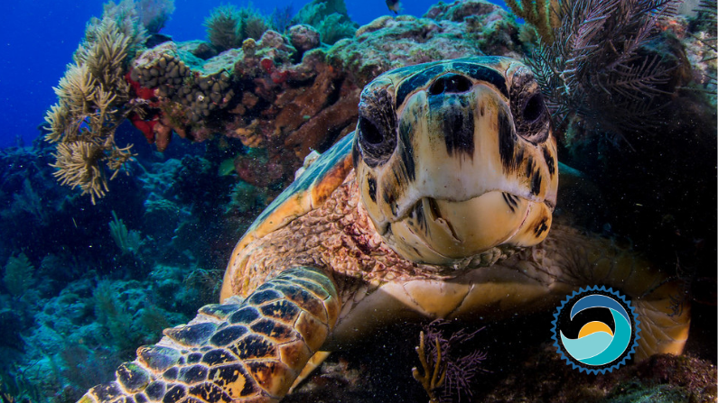 This Sea Turtle is Thankful for Your Commitment to Reef-Safe Sunscreen, customers love reef-safe sunscreen.,