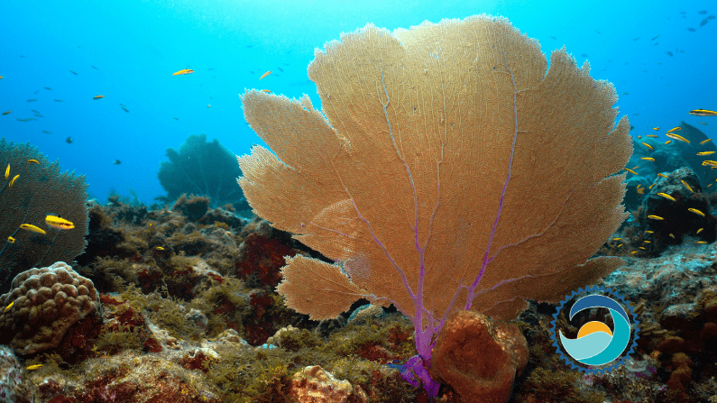 Coral Reef, Which Can Be Impacted By Your Choices