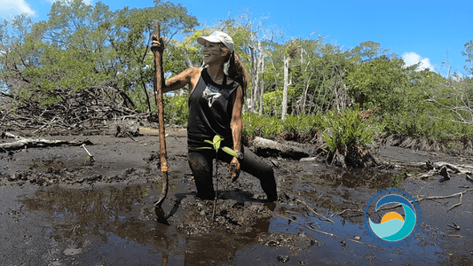 Whale Shark and Oceanic Research Center Volunteer Planting Mangrove