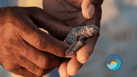 Sea Turtles - Photo of sea turtle in hands