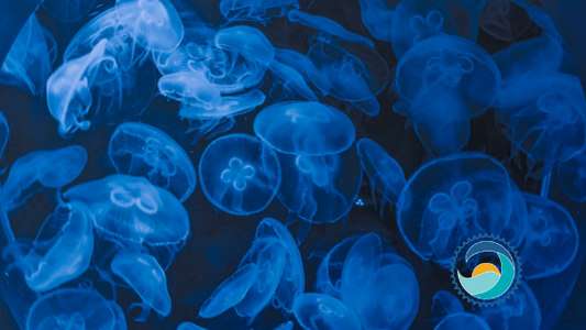 We Love Critters...Most of the Time: Quick Tips For Managing a Jellyfish Sting - Stream2Sea