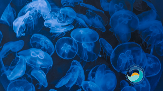 We Love Critters...Most of the Time: Quick Tips For Managing a Jellyfish Sting