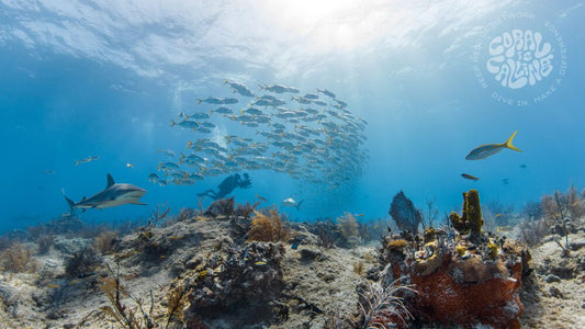 Reef rescue Network, Stream2sea join forces with Reef Rescue, Coral is Calling Launch, Coral is calling, coral is calling