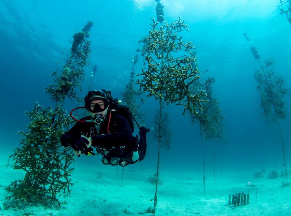 Giving Tuesday: Adopt a Coral - Stream2Sea