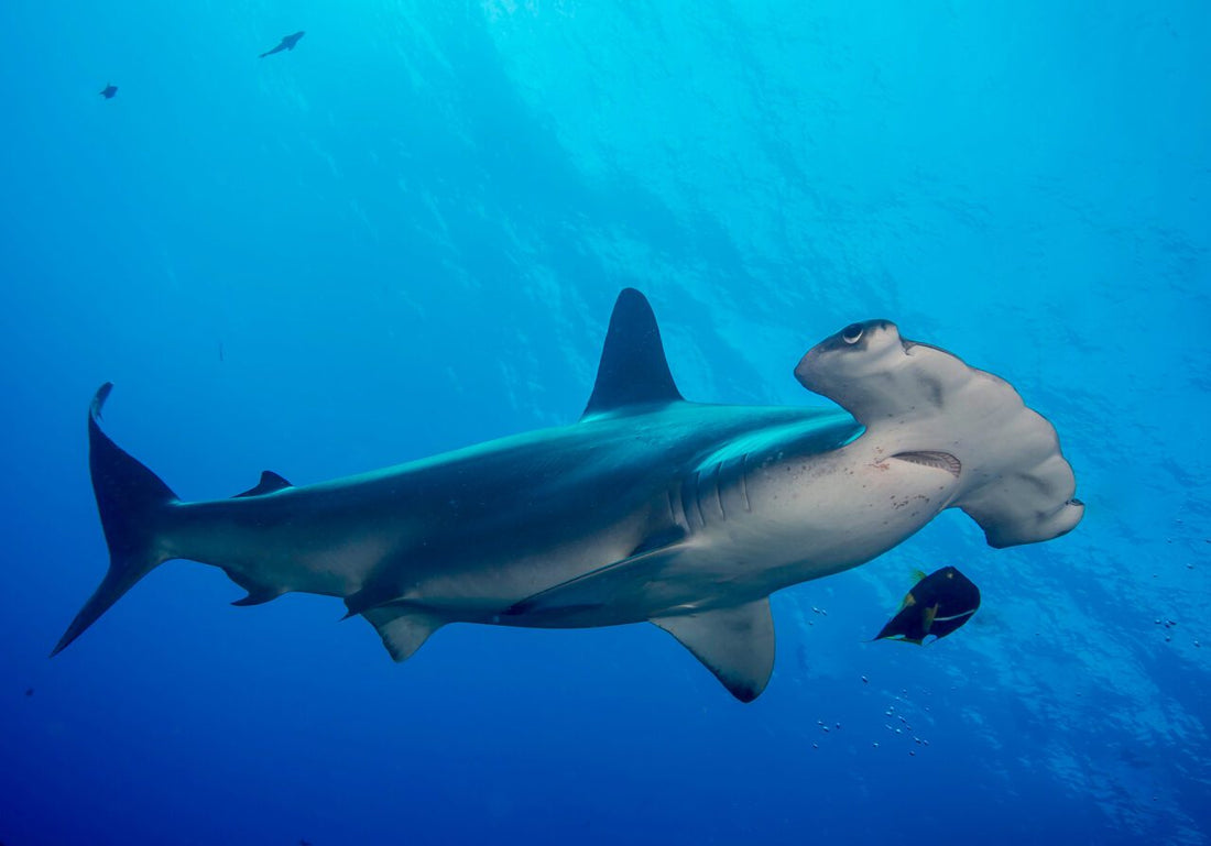 Hammerhead shark[, DSC 5646 XL, 9781912979165, sharksuperpowers2