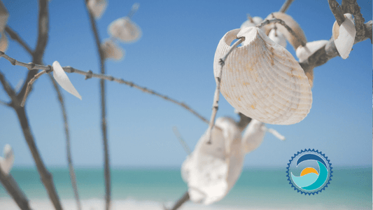 Ocean-friendly, seashell on tree branch