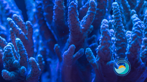 Sunscreen Legislation Is Meant to Protect Marine Life Like Coral, Pictured