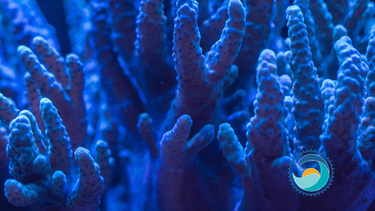 Sunscreen Legislation Is Meant to Protect Marine Life Like Coral, Pictured