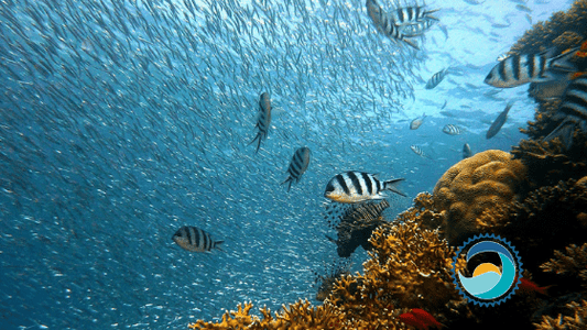 reef-safe sunscreen