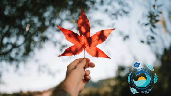 Taking Time for Gratitude: 7 Things We're Grateful for This Year - Stream2Sea