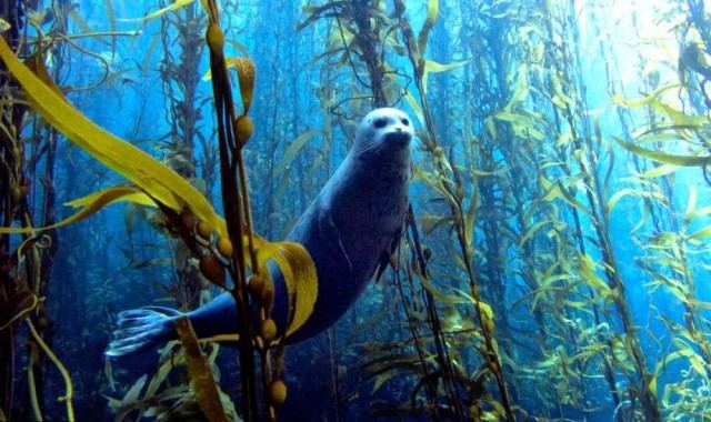 Most of the Oxygen You Breathe Comes From the Ocean - Stream2Sea