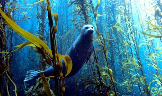 Most of the Oxygen You Breathe Comes From the Ocean - Stream2Sea
