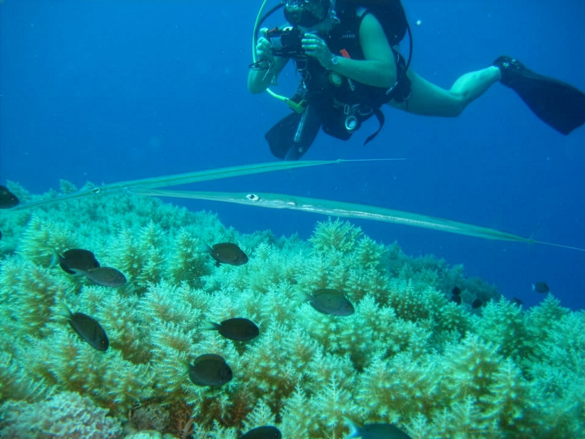Eleven Years: One Moment in Palau. One Question. One Answer.