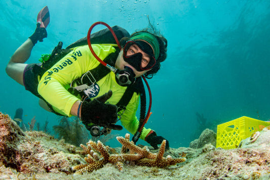 Autumn planting coral