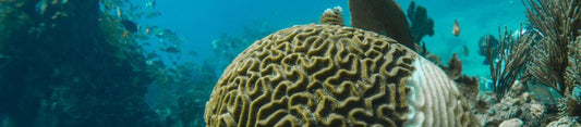 brain coral bleaching