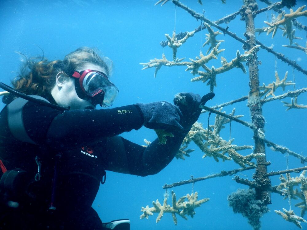 Autumn planting coral, Autumn planting coral,