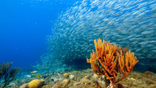 What Can YOU Do for World Ocean Day?