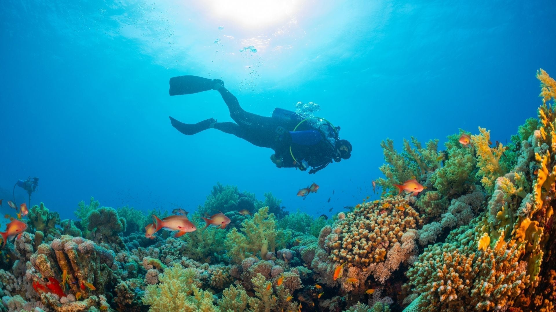 What Does “Reef Safe” Really Mean? The Truth Behind Sunscreen Claims & Why Testing Matters - Stream2Sea