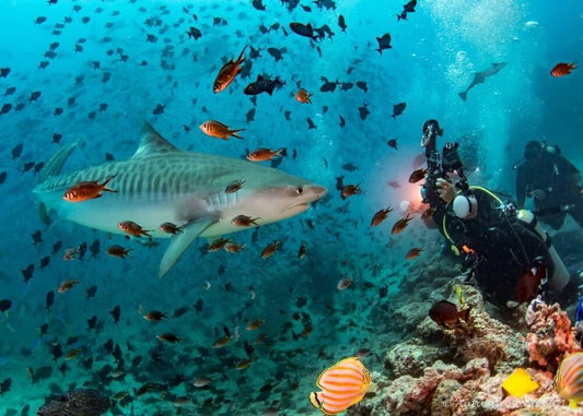 Sharks Are Taking Over Our Website! - Stream2Sea
