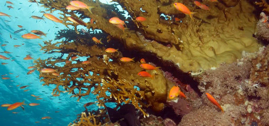 shoal-of-fish-on-reef, Young female surfer wading in sea, Hawaii, USA