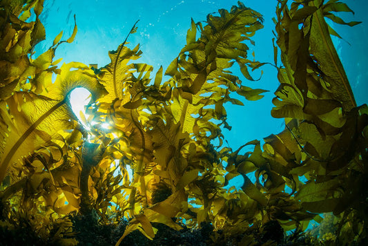 Seaweed and Sunlight