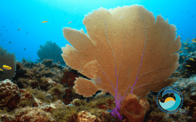 6 Ways You Can Limit Your Impact Out on the Reef