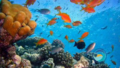 School of Fish Underwater Why Quality Sunscreen Matters