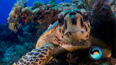 This Sea Turtle is Thankful for Your Commitment to Reef-Safe Sunscreen