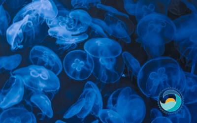 We Love Critters…Most of the Time: Quick Tips For Managing a Jellyfish Sting
