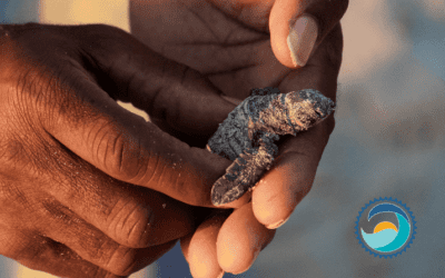 Saving Sea Turtles, Saving the World