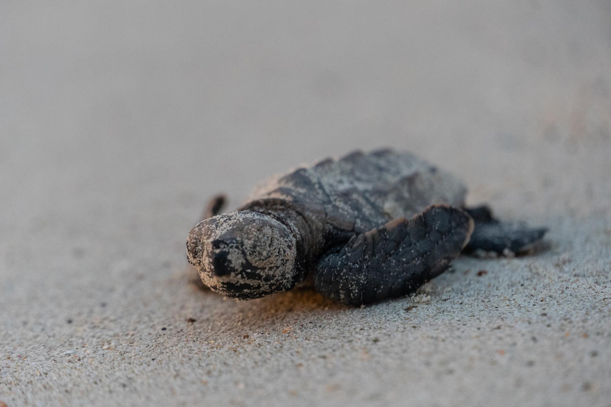  Baby Sea Turtle