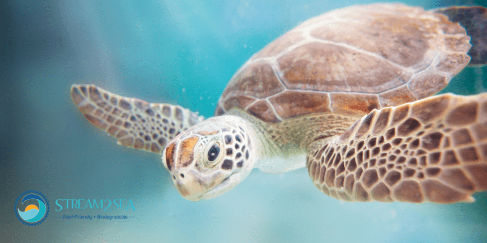 Protect What You Love, and We Love Sea Turtles!