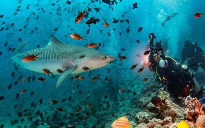 Shark Week: Shark-free Squalane & Scavenger Hunt