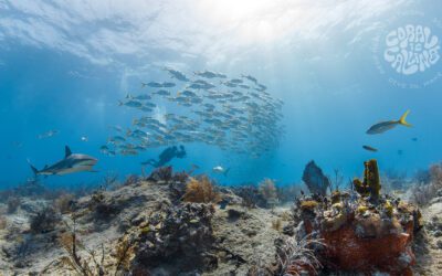 Stream2Sea Joins Forces with Reef Rescue, PADI Worldwide, and Bahamas Air to Launch Coral is Calling