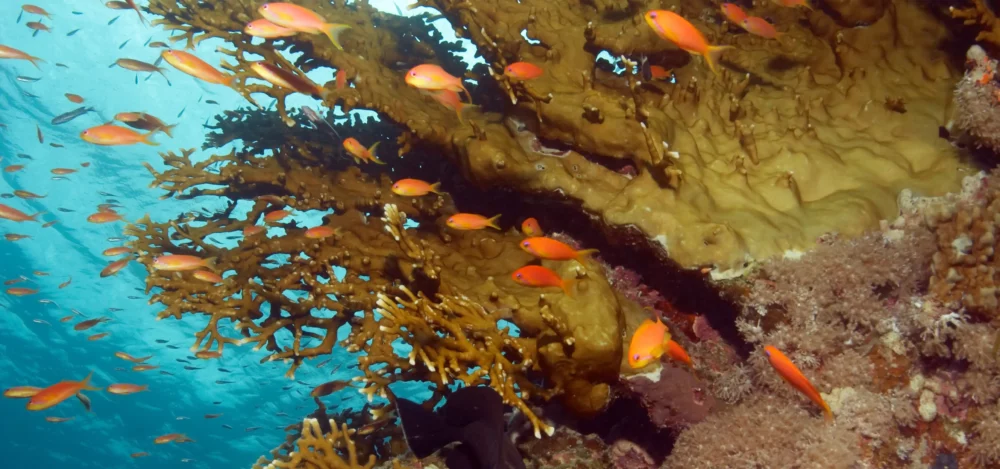 shoal-of-fish-on-reef