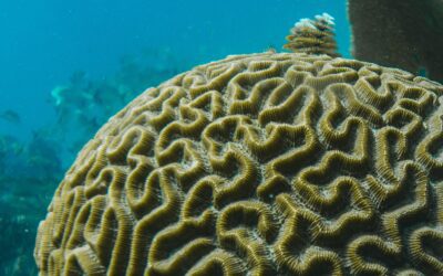 Giving Tuesday: Stream2Sea Helps Raise Awareness for Coral Bleaching in Florida