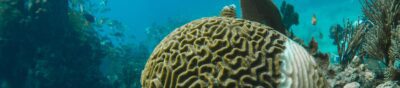 brain coral bleaching