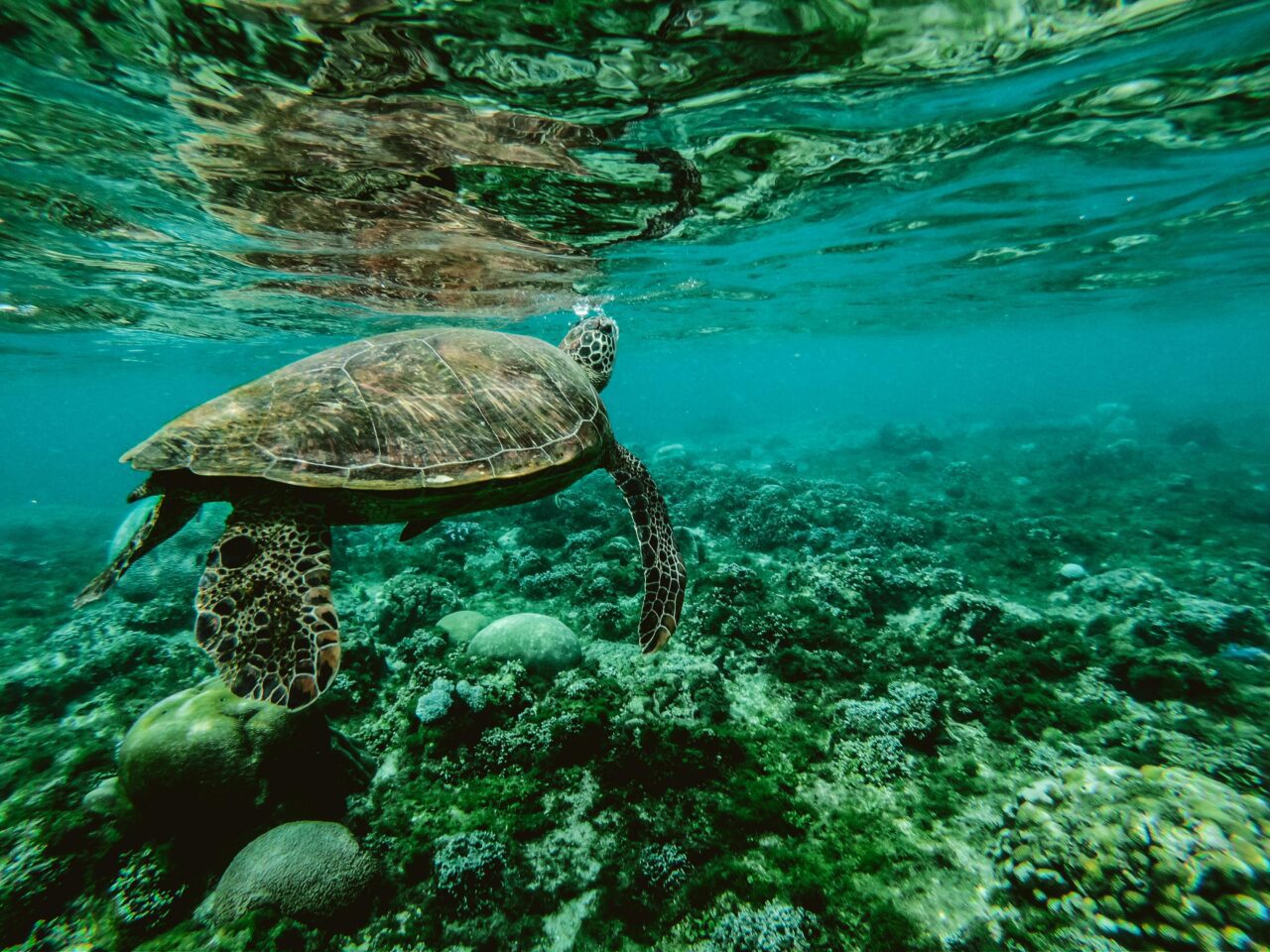 ocean sea turtle