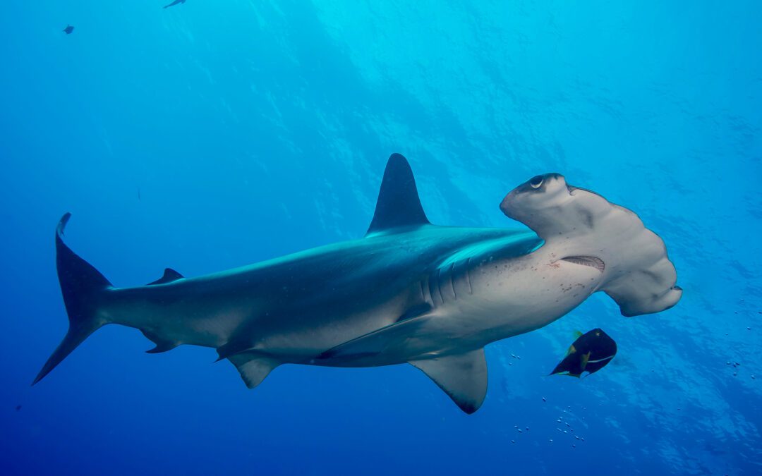Shark Awareness Day: Shark-free Squalane & Trivia Game