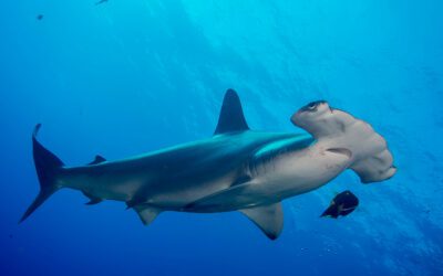 Shark Awareness Day: Shark-free Squalane & Trivia Game